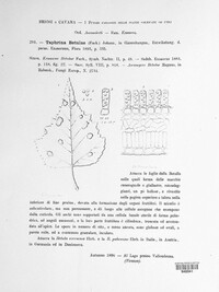 Taphrina betulae image